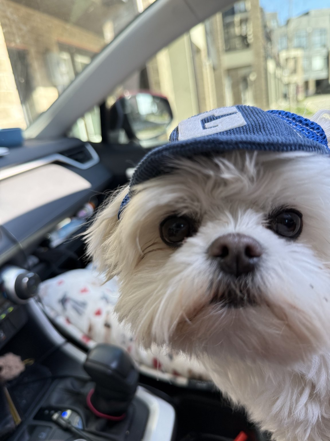 Archie, our Maltese, wearing his little blue cap