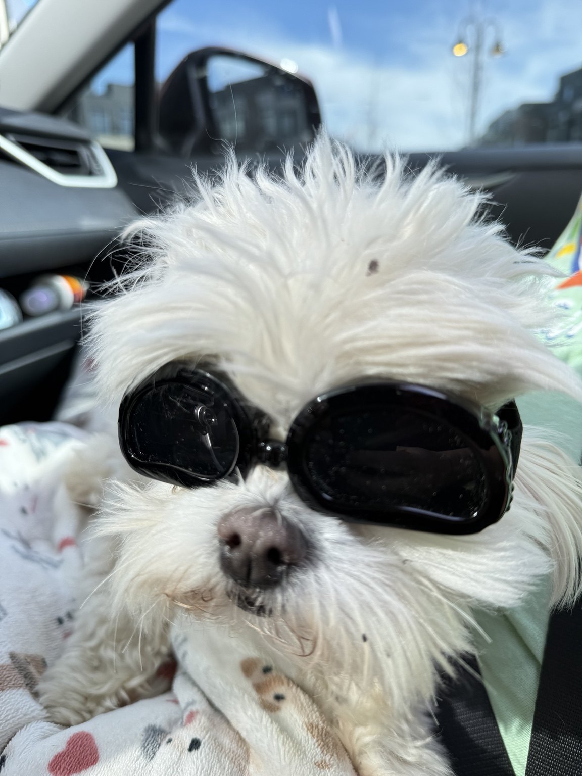 Archie, our white Maltese, wearing sunglasses