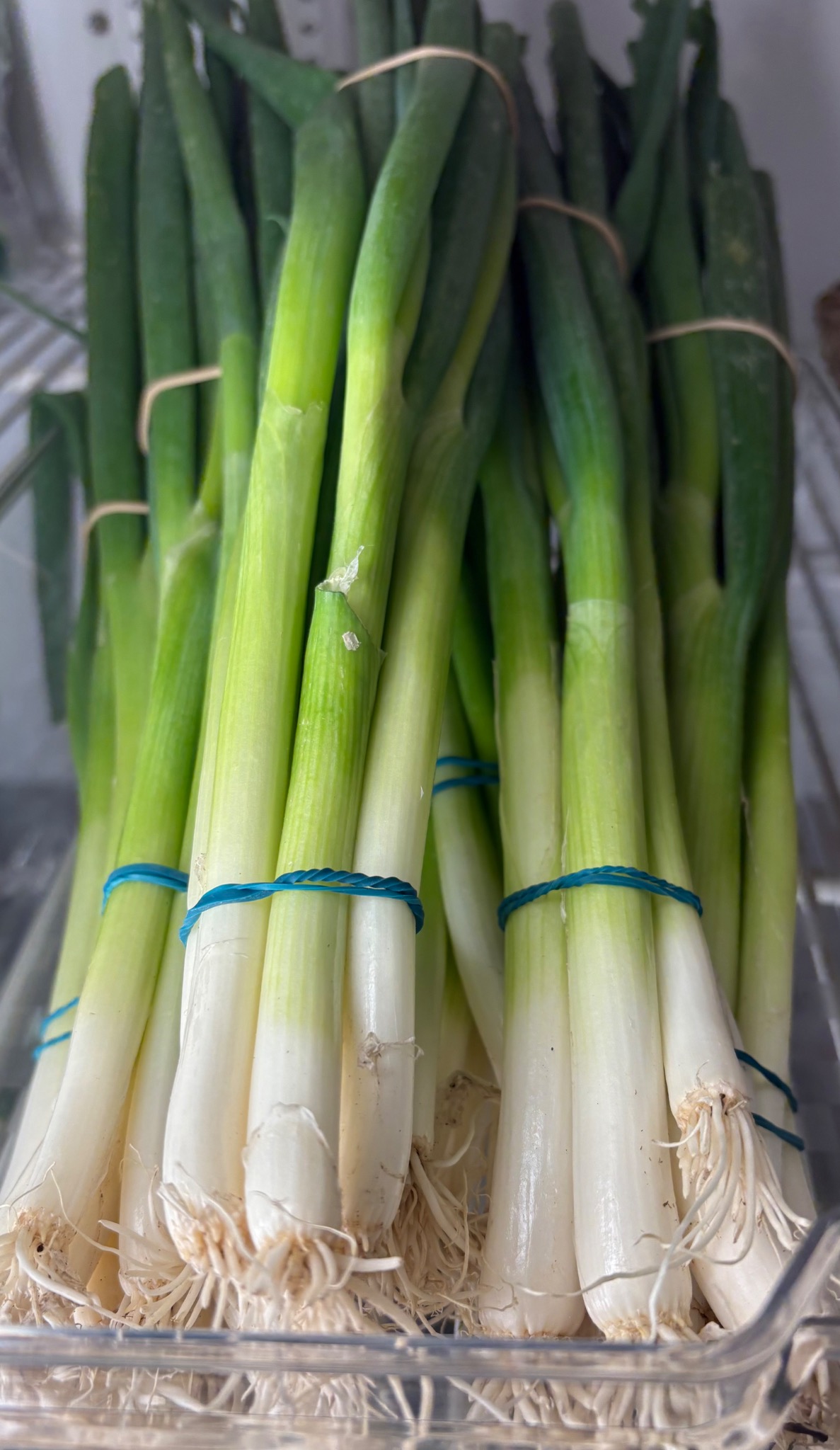 Bunches of green onions